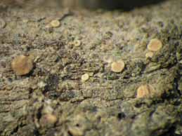 [Bacidia parathalassica]