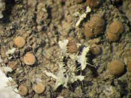 [Bacidia thyrrenica]