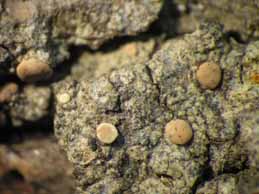 [Bacidia thyrrenica]