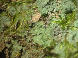 [Botryolepraria lesdainii]