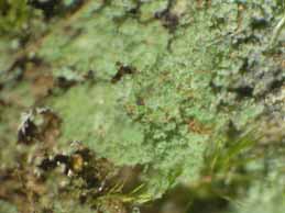 [Botryolepraria lesdainii]