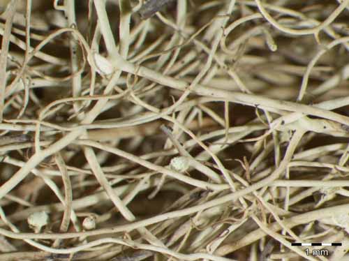 [Bryoria capillaris]