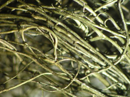 [Bryoria fuscescens]