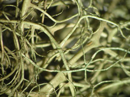 [Bryoria fuscescens]