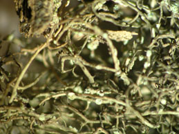 [Bryoria fuscescens]