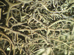 [Bryoria fuscescens]