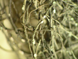 [Bryoria fuscescens]