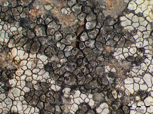 [Buellia epifimbriata]