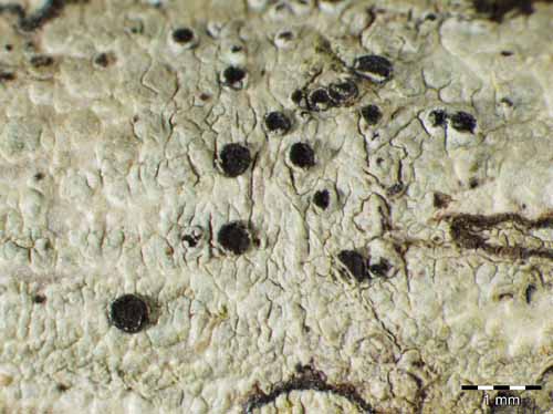 [Buellia disciformis]