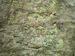 [Buellia griseovirens]