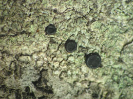 [Buellia griseovirens]