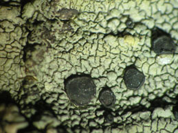 [Buellia subdisciformis]