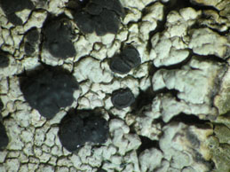 [Buellia subdisciformis]