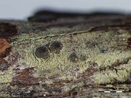 [Byssoloma leucoblepharum]