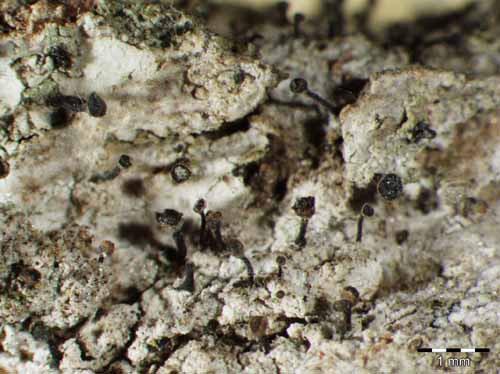 [Calicium salicinum]