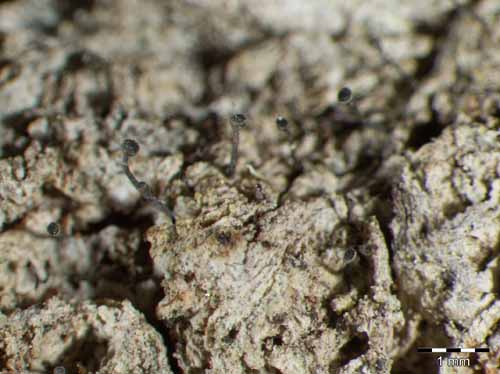 [Calicium salicinum]