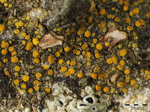 [Caloplaca cerinella]