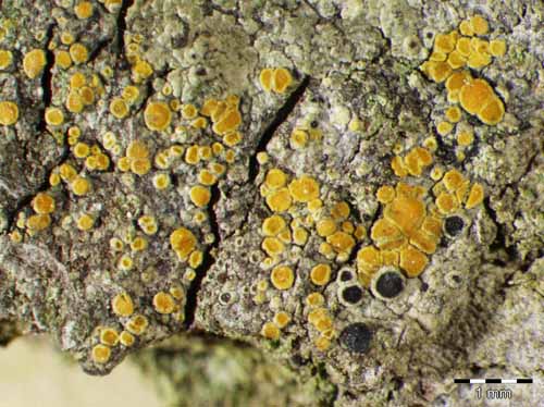 [Caloplaca cerinelloides]