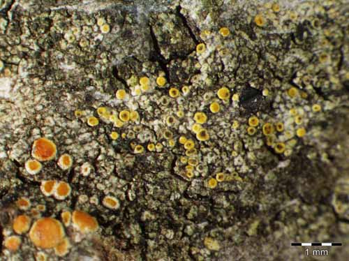 [Caloplaca cerinelloides]