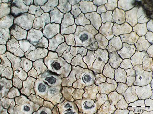 [Caloplaca chalybaea]