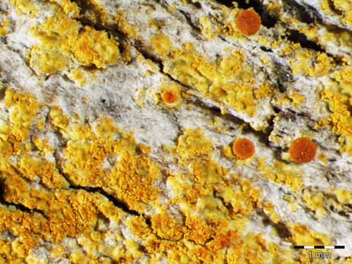 [Caloplaca chrysophthalma]