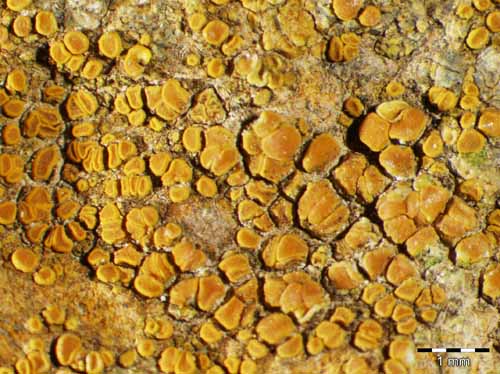 [Caloplaca crenulatella]