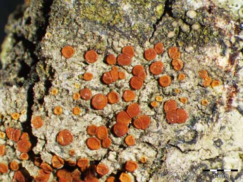 [Caloplaca ferruginea]