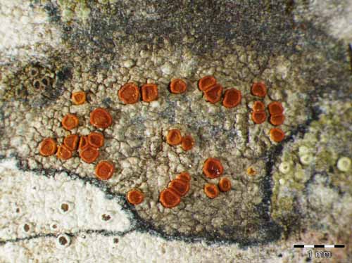 [Caloplaca ferruginea]