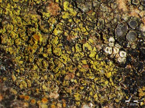 [Caloplaca flavocitrina]