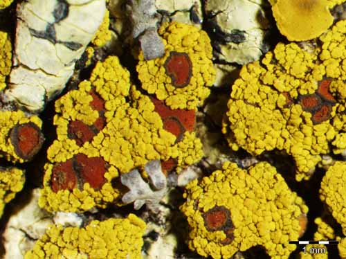 [Caloplaca grimmiae]