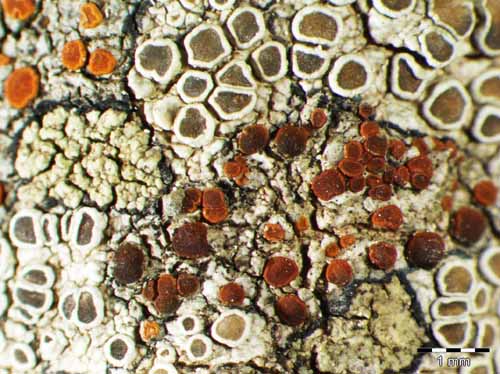 [Caloplaca hungarica]