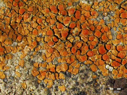 [Caloplaca irrubescens]