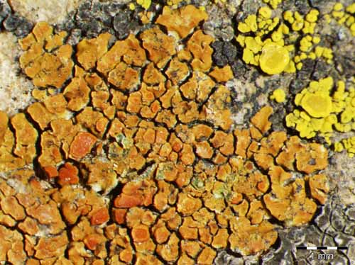 [Caloplaca irrubescens]