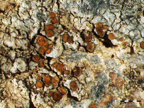 [Caloplaca limitosa]