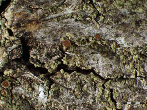 [Caloplaca obscurella]