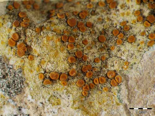 [Caloplaca ochracea]
