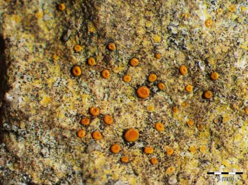 [Caloplaca ochracea]