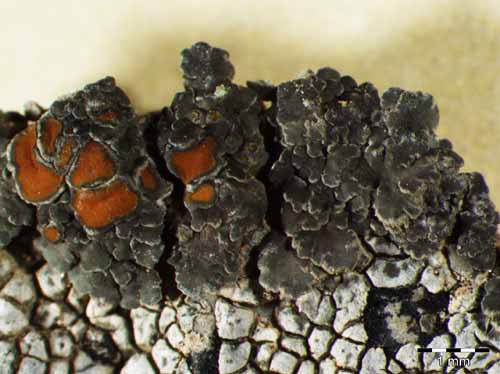 [Caloplaca peludella]