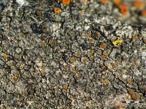 [Caloplaca scotoplaca]