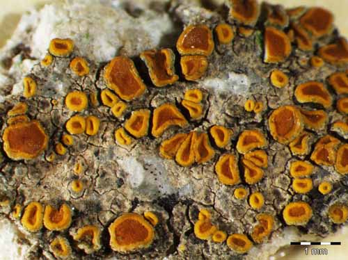 [Caloplaca subpallida]