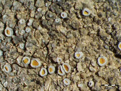 [Caloplaca thracopontica]