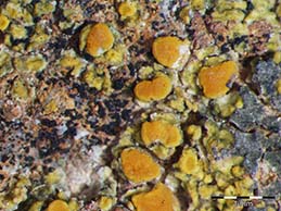 [Caloplaca arcisproxima]