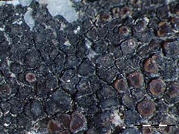 [Caloplaca areolata]