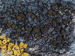 [Caloplaca conversa]