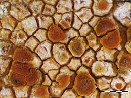 [Caloplaca dolomiticola]