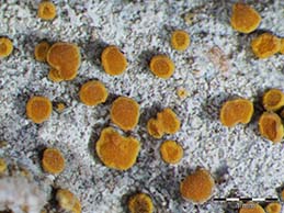 [Caloplaca navasiana]