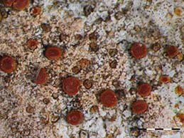 [Caloplaca tavaresiana]