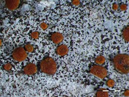 [Caloplaca tavaresiana]