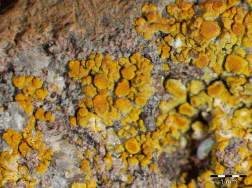 [Caloplaca arnoldii]