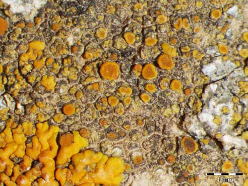 [Caloplaca calcitrapa]